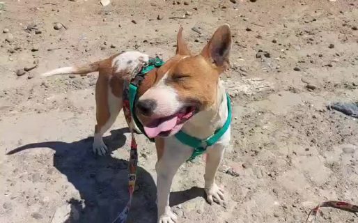 Se sumaron 60 nuevos voluntarios para pasear a los perros del Centro de Salud Animal