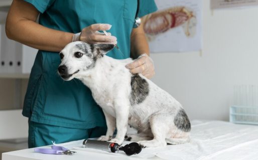 Realizarán una jornada gratuita de vacunación antirrábica en el barrio Ceferino