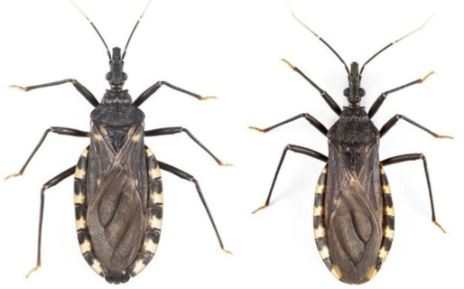 Refuerzan el monitoreo de vinchucas en Chubut como estrategia de prevención del Chagas