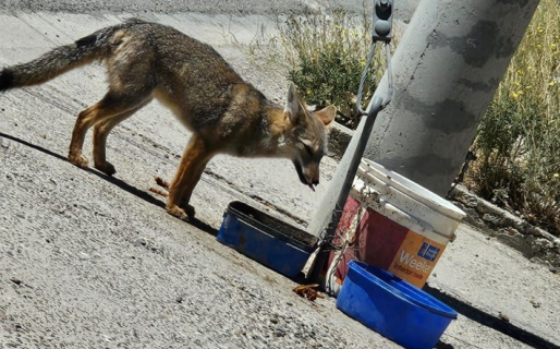Insisten en no alimentar a zorros como si fueran mascotas