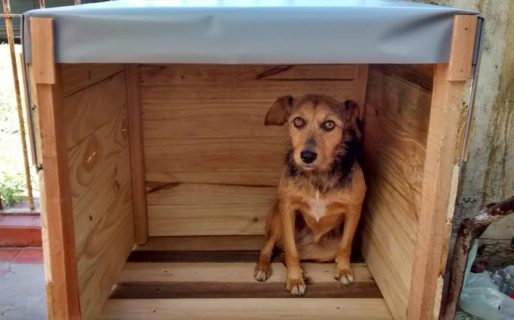 «El frío no espera»: solicitan cuchas para perritos rescatados tras el deslizamiento del Cerro Hermitte