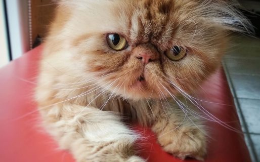 Falleció Poroto, el gato que fue parte del día a día en la Veterinaria Joaquín