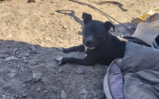 Buscan a “Maia”, una Pitbull perdida en la zona de Ex Radio Estación