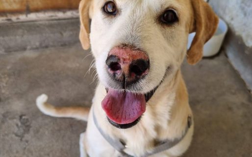 Frida vuelve a estar en adopción y busca una familia sin otras mascotas