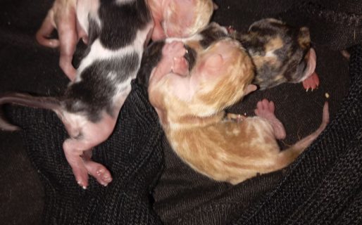 Hallaron cuatro gatitos recién nacidos abandonados en la basura en el San Cayetano