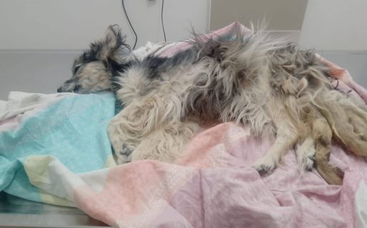Rescataron a una perra en estado crítico y piden ayuda para afrontar los gastos veterinarios