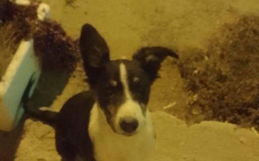 <strong>Abandonaron a una cachorra en Rodríguez Peña y piden ayuda para darle tránsito</strong>