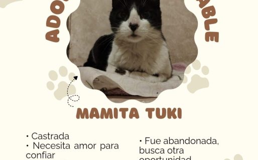 <strong>Buscan hogar para “Mamita Tuki”, una gatita abandonada que espera una segunda oportunidad</strong>