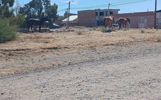 Preocupación por la aparición de varios caballos sueltos en Km8: «Uno tenía las patas atadas»