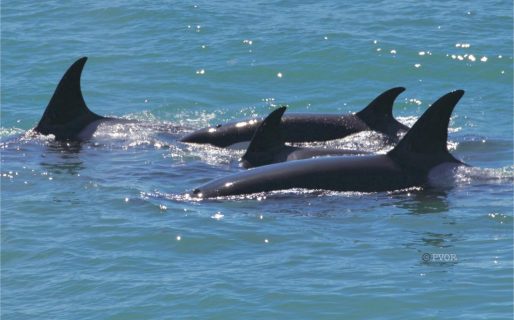 Una orca y sus tres crías iniciaron la temporada de caza frente al mirador de Punta Norte