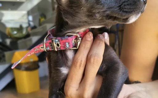 Rescataron a una cachorrita de un basurero y ahora le buscan una familia