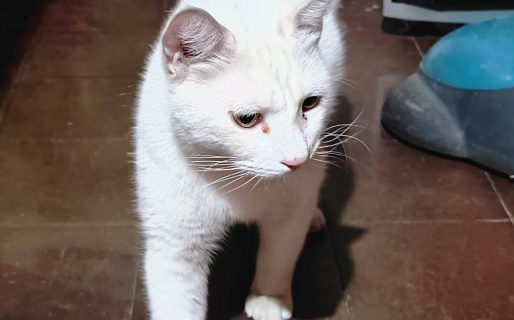 Buscan familia para un gato abandonado en  Palazzo