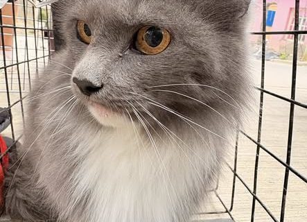 Rescataron a una gatita en el barrio Sismográfica y buscan familia o tránsito urgente