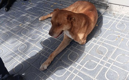 Solicitan ayuda para dos perros en la vereda de La Española: uno tiene una pata amputada