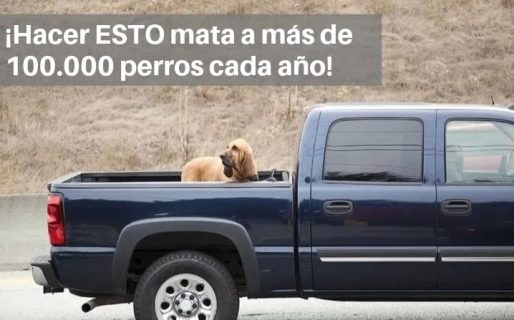¿Sabías que está prohibido que los perros viajen en jaulas o sueltos fuera de los autos?
