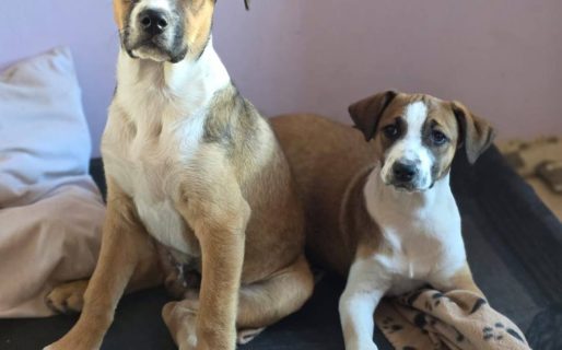 Adoptaron juntos a los cachorros del caso de maltrato en Rada Tilly