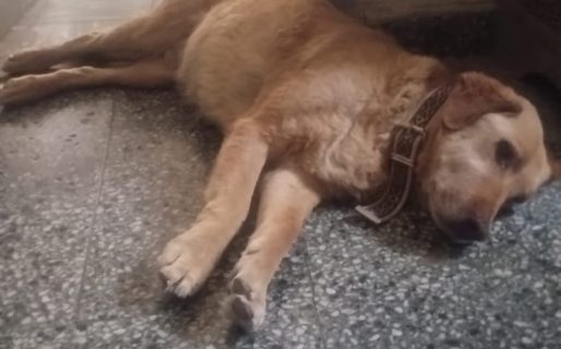 Violeta tiene familia: la perrita de Sismográfica comienza una nueva vida