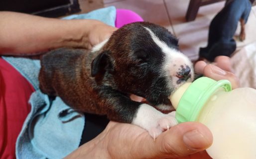 Continúa la recuperación de las perritas rescatadas en el Stella Maris