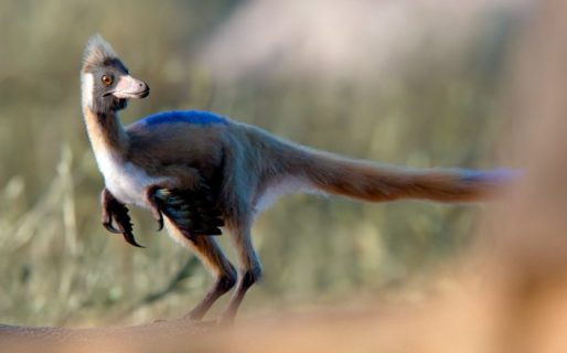 El hallazgo de un pequeño carnívoro de 95 millones de años desafía lo que sabíamos de los dinosaurios