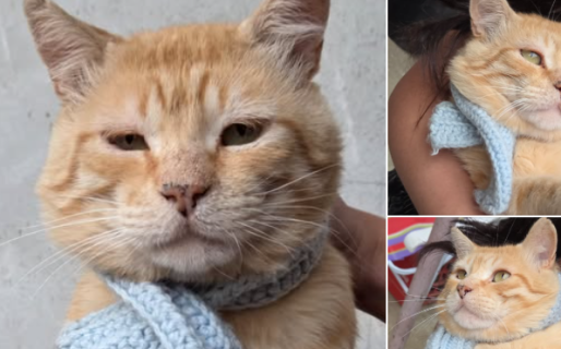 Buscan una familia para Naranjoso: «Es el gato más mimoso y amoroso»