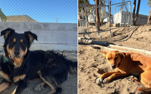 Buscan un hogar para dos perros rescatados de Sismográfica: «Son inseparables»