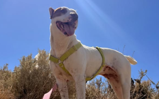 Viajó 150 kilómetros para ser adoptada y la devolvieron por miedo: le buscan nuevo hogar