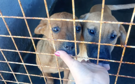 Del abandono extremo a la recuperación: el pedido urgente por las bebés del dispensario