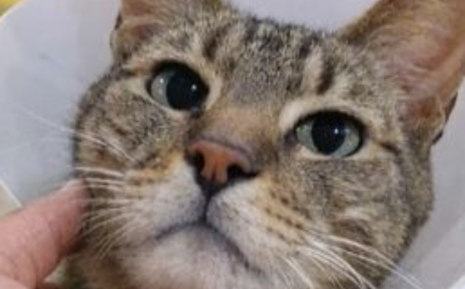 Piden ayuda urgente para internar a “Tachala”, un gato con una grave obstrucción urinaria