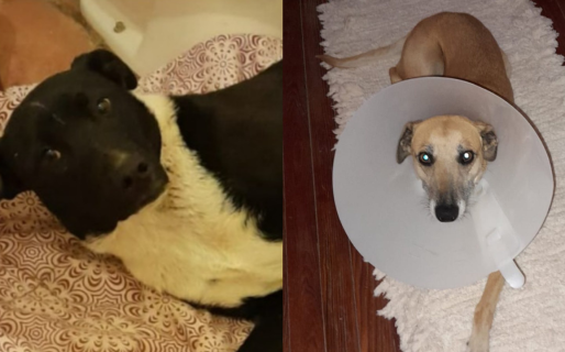 Hace 429 días esperan un hogar definitivo: lanzan adopción urgente para Pimienta y Canela