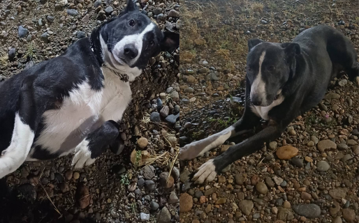 Encontraron un perro lastimado y buscan a los dueños: «Está gordito»