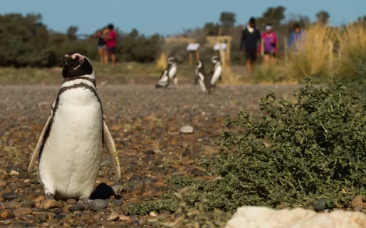 Chubut registró durante enero más de 80.000 visitas a las Áreas Naturales Protegidas