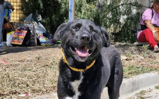 Buscan traslado solidario para cuchas destinadas a perros rescatados de Sismográfica