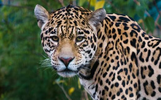 Hallazgo histórico: confirman un nuevo nacimiento de un yaguareté en la Argentina