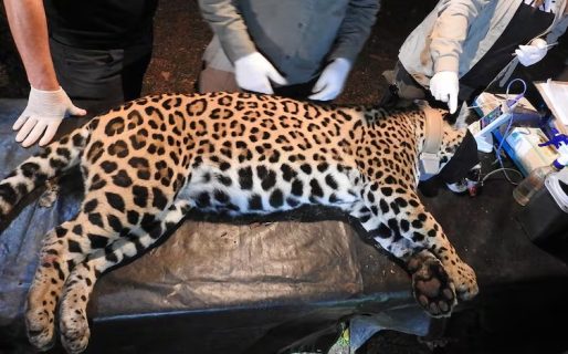 La Justicia investiga la desaparición de dos cachorros de yaguareté tras un operativo oficial