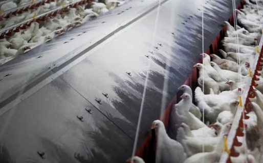 <strong>Cuáles son los síntomas de la gripe aviar y qué medidas podemos tomar para evitar el contagio</strong>