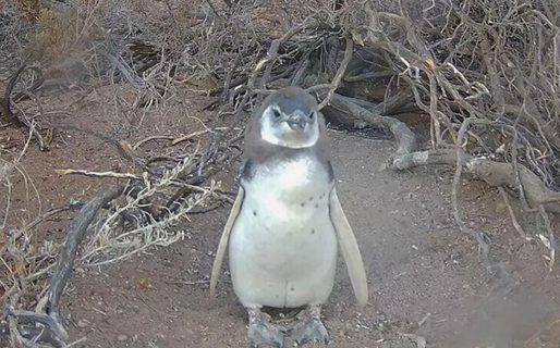 Cómo acceder a las cámaras exclusivas para ver pingüinos en la Isla Tova