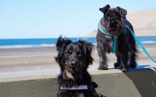 Qué establece la ordenanza municipal que prohíbe el ingreso de perros a la playa en Rada Tilly