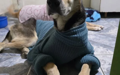 Spike, el perro que aprendió a escuchar el amor, busca un hogar definitivo