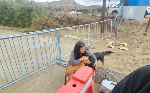 Emergencia en Sismográfica: “Creemos que en total más de 150 animales fueron rescatados”