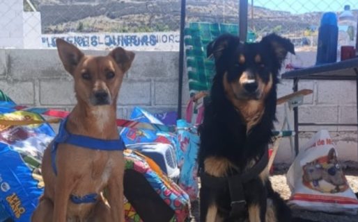 <strong>Durante la evacuación en el cerro Hermitte detectaron casos de maltrato animal</strong>