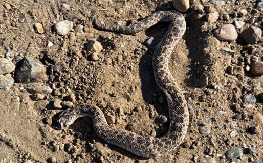 Vecinos alertaron por la presencia de una serpiente en Km 8
