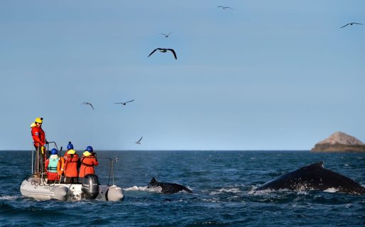 Por primera vez en la historia de Argentina, rastrean ballenas jorobadas desde el Parque Patagonia Azul