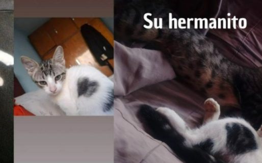 Buscan intensamente a “Pompón”, un gatito de cinco meses perdido en Quirno Costa