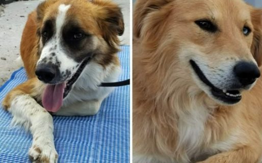 Un vecino debe mudarse y pide ayuda para reubicar a sus dos perros