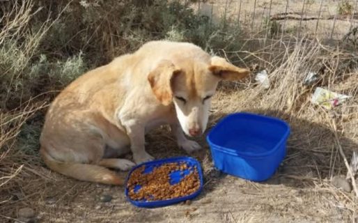 Rescató a una perrita enferma abandonada en Km 8 y pide ayuda para costear su atención veterinaria