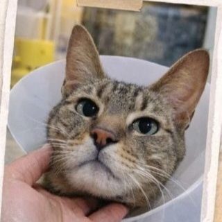 Piden ayuda urgente para internar a “Tachala”, un gato con una grave obstrucción urinaria