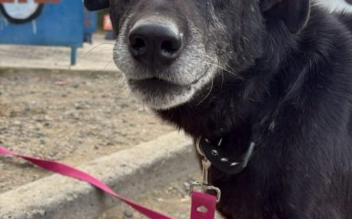 “El Negro” está en tránsito y espera una familia que lo adopte