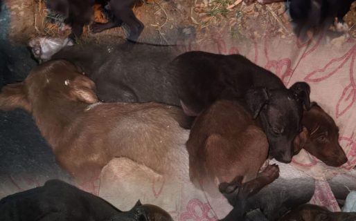 Rescataron a dos cachorros abandonados en Bella Vista Sur y piden adopción urgente