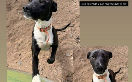 «Pimienta» busca familia urgente antes de marzo: podría volver a la calle