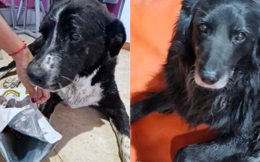 Último empujón solidario para Aquiles y Malevito: buscan completar $304 mil para su recuperación